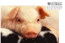 swine image 1.jpg